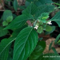 Phaulopsis dorsiflora (Retz.) Santapau